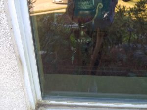 Houston Quality Residential Window Cleaning